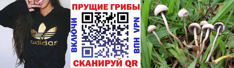 Псилоцибиновые грибы прущие грибы  где можно купить наркотик  Геленджик 